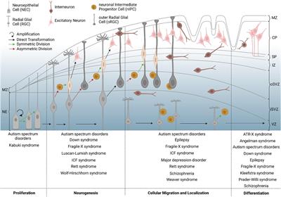 The Epigenome in Neurodevelopmental Disorders